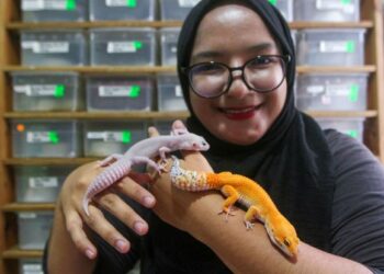 Nur Aimi Zabidi bermain dengan sebahagian daripada cicak gurun peliharaannya yang jinak