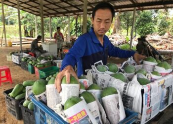 Chin Pau Meng mengusahakan tanaman betik sekaki di kebunnya di Kampung Batu Papan, Gua Musang, Kelantan sejak dua tahun lalu. –  Utusan/AIMUNI TUAN LAH