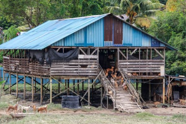 54 anak anjing mati - Utusan Digital