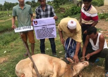 Kerja-kerja menyembelih lembu korban di Kampung Veal Senaap Chhlong, Kratie.