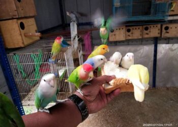 lovebirds comel kerana memiliki warna yang ceria dan cantik.