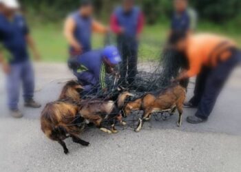 Operasi menangkap haiwan berkeliaran oleh Majlis Perbandaran Kemaman di Kemaman, Terengganu baru-baru ini.