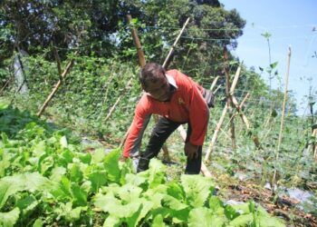 SEORANG warga asing mengusahakan kebun sayur di Balik Pulau, Pulau Pinang. – UTUSAN/ MOHAMMAD FIRDAUS AMRAN