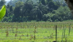 Masalah Pengairan Punca Sawah Padi Berkurangan Di Ns Utusan Digital
