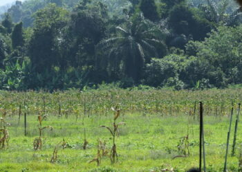 ANTARA tanah sawah yang telah ditukar kepada tanaman jagung di Kampung Gemetir, Tanjung Ipoh, Kuala Pilah.-UTUSAN/BADRUL HAFIZAN MAT ISA