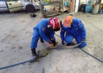 Anggota APM menangkap seekor biawak di Ijok, Selangor, semalam.