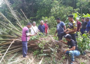 PENDUDUK Kampung Darat, Teladas di Air Putih, Kemaman, Terengganu menunjukkan pokok kelapa sawit yang tumbang diserang kumpulan gajah liar dalam kejadian terbaharu, Khamis lalu.