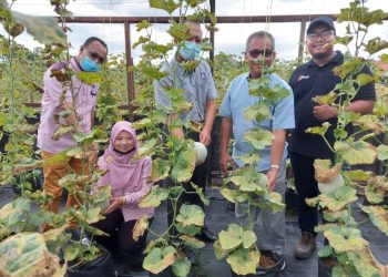 MOHD. Ilham Adenan (tengah) dan Wan Norizan Wan Badaruzzaman  (dua dari kiri) melihat projek fertigasi Rock Melon dihasilkan penuntut di UiTM Pahang, Kampus Jengka semalam. -UTUSAN/SALEHUDIN MAT RASAD