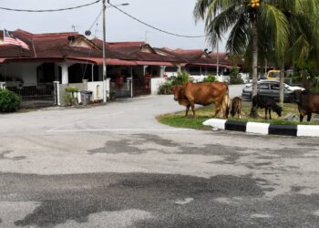 HAIWAN ternakan yang berkeliaran di Taman Bandar Ekar, Rantau, Seremban yang turut mengundang rasa ketidakselesaan dalam kalangan penduduk.-UTUSAN/ZAKKINA WATI AHMAD TARMIZI