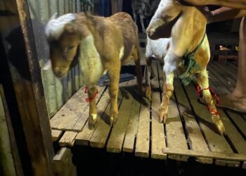 DUA ekor kambing daripada enam ekor yang dicuri pasangan kekasih di Mak Mandin, Butterworth, Pulau Pinang, Selasa lalu, ditemukan semula malam tadi.