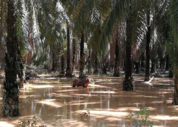 LEMBU yang dikenali dengan nama ‘Merah’ terperangkap dalam banjir kilat di ladang kepala sawit di Kampung Air Putih, Dangi, Negeri Sembilan.