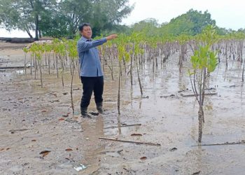 SALEH Awaluddin menunjukkan pokok bakau yang baharu di tanam di kawasan Pantai Cahaya, Batu 4, Port Dickson di sini hari ini.-UTUSAN/ZAKKINA WATI AHMAD TARMIZI.