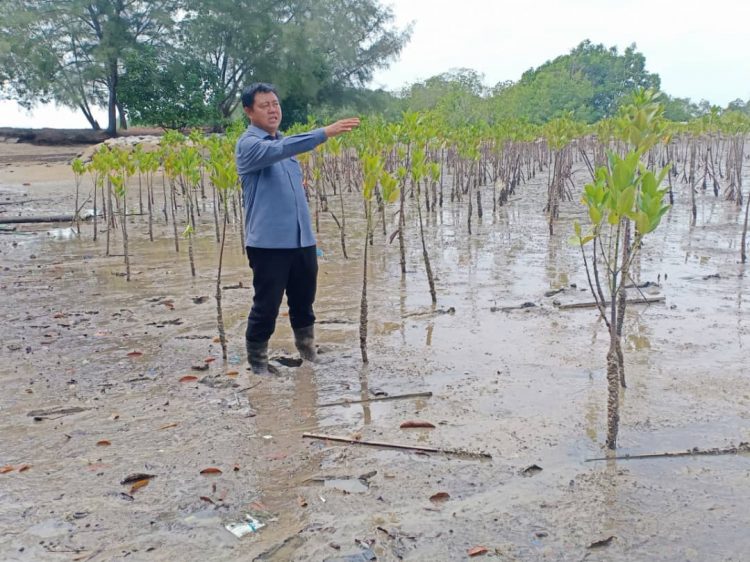 400 hektar hutan paya laut bakal diwarta sebagai hutan simpan kekal ...