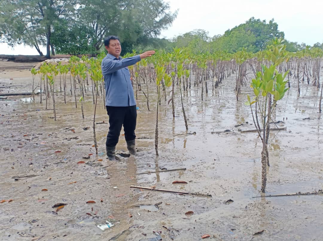 Hutan paya bakau di malaysia