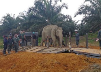 Gajah liar seberat 2.5 tan yang didakwa merosakkan tanaman penduduk di Air Putih, Kemaman dibawa naik ke lori sebelum dipindahkan ke Taman Negara Terengganu. -UTUSAN/ NIK NUR IZZATUL HAZWANI NIK ADNAN