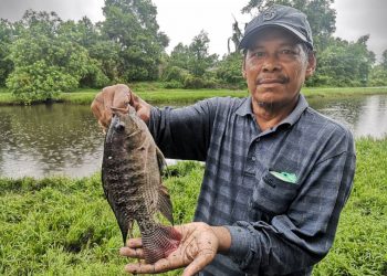 DAUD Ismail, 60, memegang ikan tilapia yang ditangkap ketika menjala di tali air Kampung Gong Baru di sini hari ini.