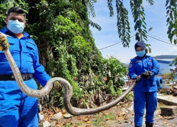DUA anggota APM Kulim menunjukkan ular sawa batik yang ditangkap di Taman Harmoni, Kulim hari ini.