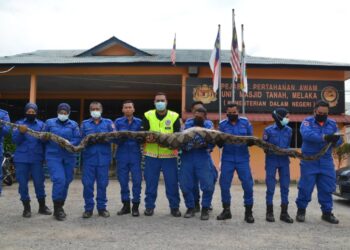 ANGGOTA  APM Unit Masjid Tanah berjaya menangkap ular sawa yang telah menelan seekor kambing seberat 65 kilogram di Kampung Ladang, Kuala Sungai Baru, Alor Gajah.