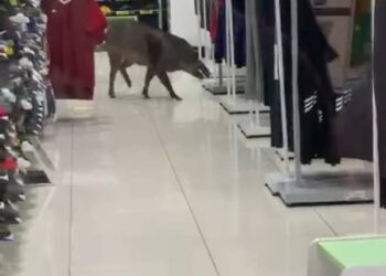 BABI hutan tersesat di kompleks beli-belah Alamanda, Putrajaya, semalam.-GAMBAR MEDIA SOSIAL