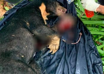 KEADAAN beruang matahari yang cedera akibat dijerat di kebun durian di Raub, Pahang baru-baru ini. - GAMBAR FB PERHILITAN