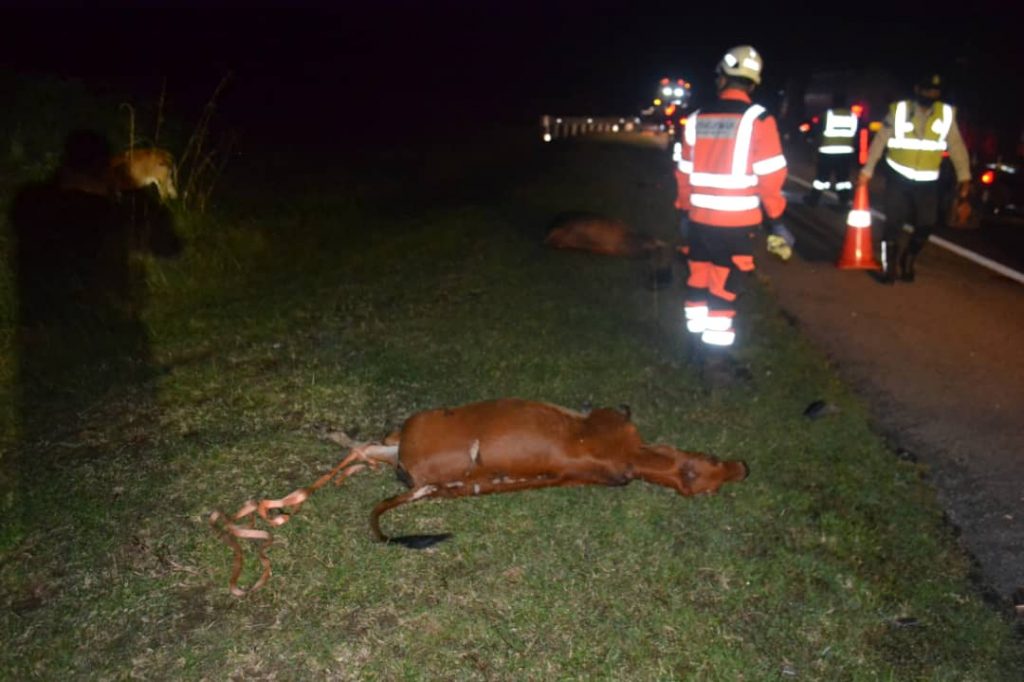 Dilanggar dua kenderaan, 9 ekor lembu mati bergelimpangan Dilanggar dua kenderaan, 9 ekor lembu mati bergelimpangan