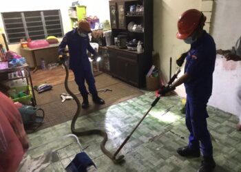 DUA anggota APM berjaya menangkap seekor ular tedung selar di sebuah rumah di Kampung Merbau Kudung, Sik semalam.