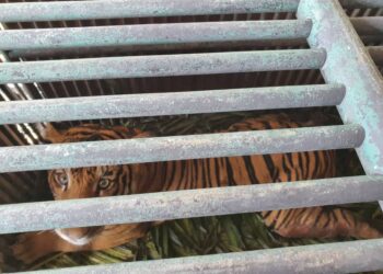 HARIMAU belang jantan yang dikatakan cedera pada anggota badan berjaya ditangkap Jabatan Perhilitan Hidupan Liar dan Taman Negara (Perhilitan) di Ladang Sawit Felda Kertih 3 di Dungun hari ini.