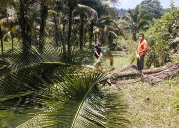 PENCEROBOHAN gajah-gajah liar sejak seminggu lalu di kawasan Taman Pertanian Sekayu di Hulu Terengganu menyebabkan 25 batang pokok jenis palma tumbang. - UTUSAN/NOOR HAYATI MAMAT