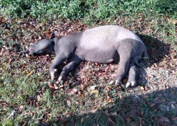 SEEKOR tapir mati dirempuh sebuah kenderaan pacuan empat roda di Kilometer 39, Jalan Kuala Terengganu-Bukit Besi di Kampung Bukit Diman, Hulu Terengganu, semalam.