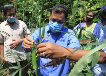 CHE ABDULLAH Mat Nawi memeriksa sayur di kebun bandar yang terletak di dalam kawasan pejabat CAP di Georgetown, Pulau Pinang. - UTUSAN/MUHAMAD FIRDAUS AMRAN