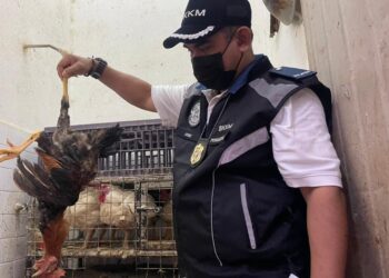 MOHD. WAZIR Khalid menunjukkan bangkai ayam yang diletakkan di dalam sangkar bersama-sama ayam hidup untuk dijual dalam Op Caras di sekitar Bukit Mertajam, Pulau Pinang. - UTUSAN/SITI NUR MAS ERAH AMRAN