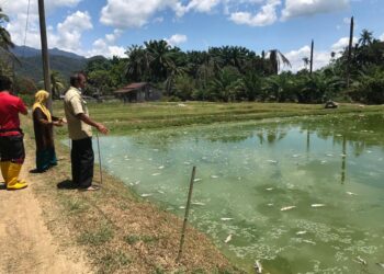 MAT Nawi Hussin melihat ikan patin di kolamnya yang mati akibat cuaca panas sejak seminggu lalu.-UTUSAN/AIMUNI TUAN LAH