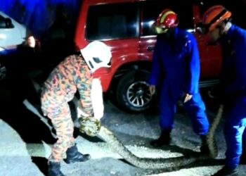 SEORANG anggota bomba dan dua anggota APM berjaya menangkap ular sawa batik sepanjang empat meter dan seberat 20 kilogram di Taman Muzaffar Shah, Ayer Keroh, Melaka. - UTUSAN/AMRAN MULUP