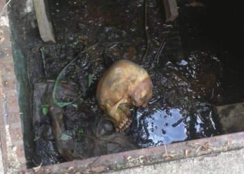 OBJEK dipercayai tengkorak manusia ditemukan di dalam longkang di Jalan Maklom, Georgetown, Pulau Pinang.