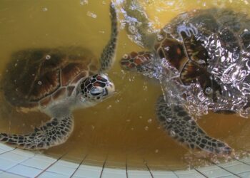 PENYU jenis agar dan karah merupakan dua jenis penyu yang mendarat dan bertelur di sepanjang pantai Port Dickson. -UTUSAN/MUHAMMAD IZZAT TERMIZIE.