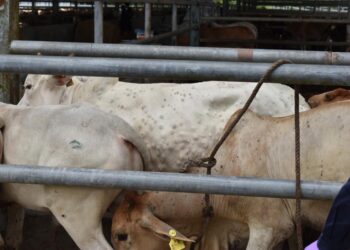 SEBAHAGIAN daripada lembu yang diimport dari Thailand menerusi sempadan Kedah  dikuarantin sebelum dibenarkan masuk ke negara ini.