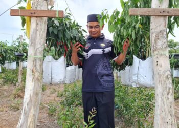 AZMAN Ibrahim melawat kebun fertigasi cili di Wakaf Gelam, Besut.