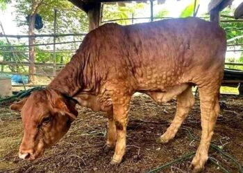 KEADAAN lembu yang diserang penyakit kulit kental atau lumpy skin disease (LSD). - Sumber Internet
