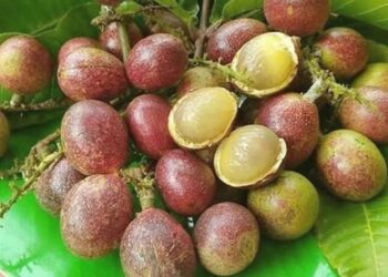 BUAH kristal atau disebut matoa amat popular di Sarawak kerana rasanya seperti gabungan durian, laici dan rambutan. – Gambar media sosial