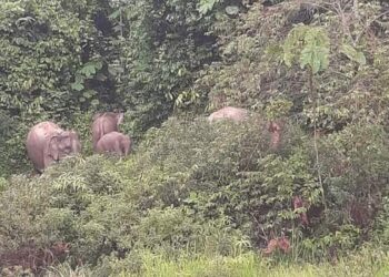 GAMBAR yang sempat dirakam penduduk menyaksikan kawanan gajah liar berkeliaran di pinggir hutan berdekatan Kampung Kuala Sat, Hulu Tembeling di Jerantut, Pahang.