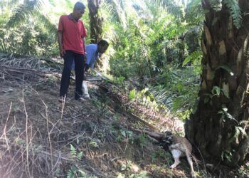 IBRAHIM Derani (kanan) melihat lembu miliknya yang mati akibat dibaham harimau di ladang kelapa sawit di Felda Perasu, Gua Musang, Kelantan. - UTUSAN/AIMUNI TUAN LAH