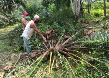 WAN Deraman menunjukkan kelapa sawit miliknya yang dimusnahkan gajah liar di Felda Perasu, Gua Musang, Kelantan hari ini. - UTUSAN/AIMUNI TUAN LAH