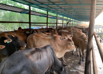 KES kecurian lembu dan kambing direkodkan meningkat sejak awal bulan ini melibatkan 16 ekor ternakan. - UTUSAN/DIYANATUL ATIQAH ZAKARYA