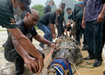 BUAYA tembaga seberat 250 kilogram digelar 'Mamat' berjaya dijerat di lombong tinggal di Kampung Tepoh di Kuala Nerus.