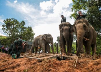 KAKITANGAN Perhilitan menjalankan kerja-kerja memindahkan gajah liar di Kampung Batu Pengasah, Durian Burung, Padang Terap. - UTUSAN/SHAHIR NOORDIN