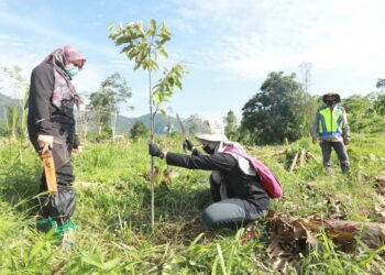 KAKITANGAN Pejabat Hutan Daerah Raub menebang anak pokok durian Musang King yang ditanam secara haram di tanah seluas 12 hektar di Hutan Simpan Klau di Raub, Pahang.