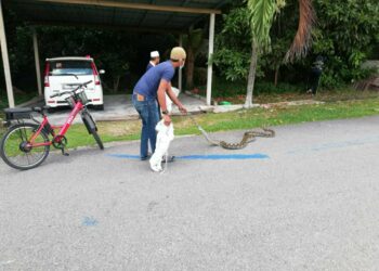 NAZIRUL Syazwan Shahruddin menarik ekor ular sawa di Taman Muzzafar Shah, Ayer Keroh, Melaka. - UTUSAN/AMRAN MULUP