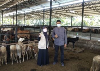 ASMA’ Harun bersama suami, Tengku Fazli Tengku Yahya melawat ladang Sahabat Amal Care di Kampung Sungai Yu, Kuala Selangor yang menyediakan 800 ekor lembu serta kambing untuk ibadah korban dan diedarkan daging sembelihannya kepada 20,000 keluarga asnaf seluruh negara.