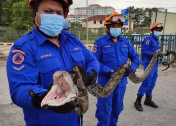 SEEKOR ular sawa batik sepanjang enam meter berjaya ditangkap anggota Angkatan Pertahanan Awam (APM) daerah Seberang Perai Tengah di Kampung Machang Bubuk, Bukit Mertajam, Pulau Pinang.