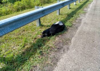 BERUANG matahari betina yang mati dilanggar sebuah kereta di Kilometer 367.5, Lebuhraya Pantai Timur 2 (LPT2) di Dungun hari ini.